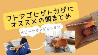 これで安心!!フトアゴヒゲトカゲにオススメの餌【ベビーからアダルトまで】