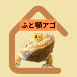 ふと顎アゴ 主