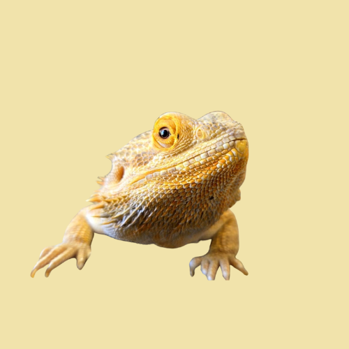 きく(3歳)
